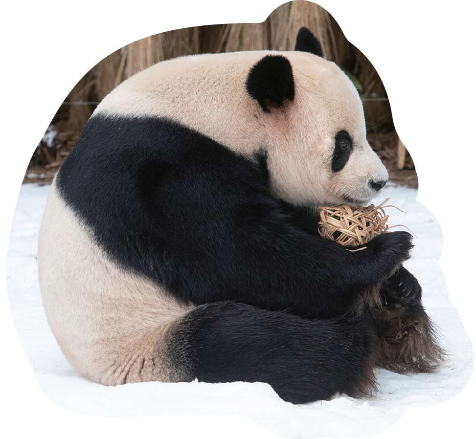 nhật ký hạnh phúc của công chúa fubao (tái bản) - tặng kèm bookmark - Ảnh 6