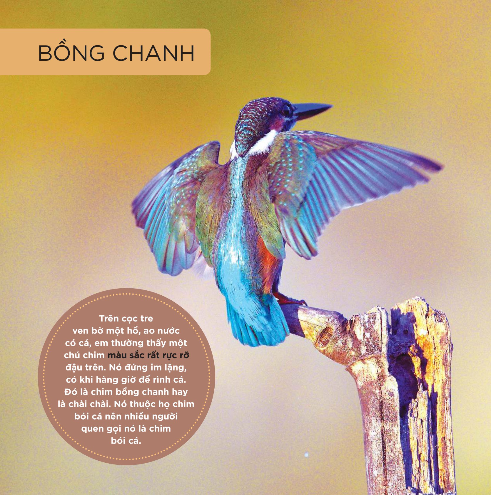 Những Cánh Chim Hoang Dã - 45 Loài Chim Đẹp Việt Nam - Ảnh 3