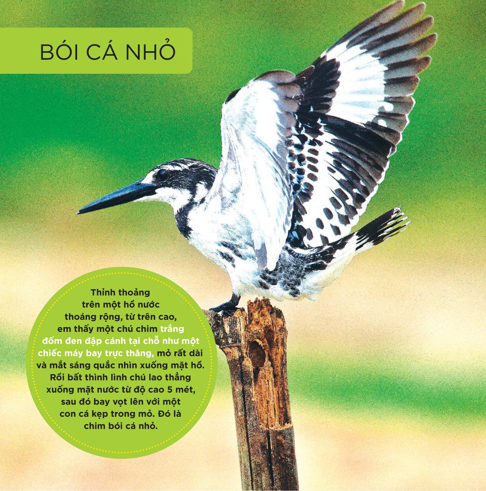 Những Cánh Chim Hoang Dã - 45 Loài Chim Đẹp Việt Nam - Ảnh 5