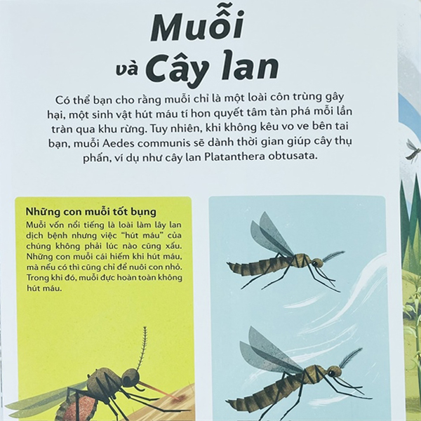 những cặp bài trùng trong thế giới động vật - mối quan hệ cộng sinh thú vị trong thế giới động thực vật - Ảnh 3