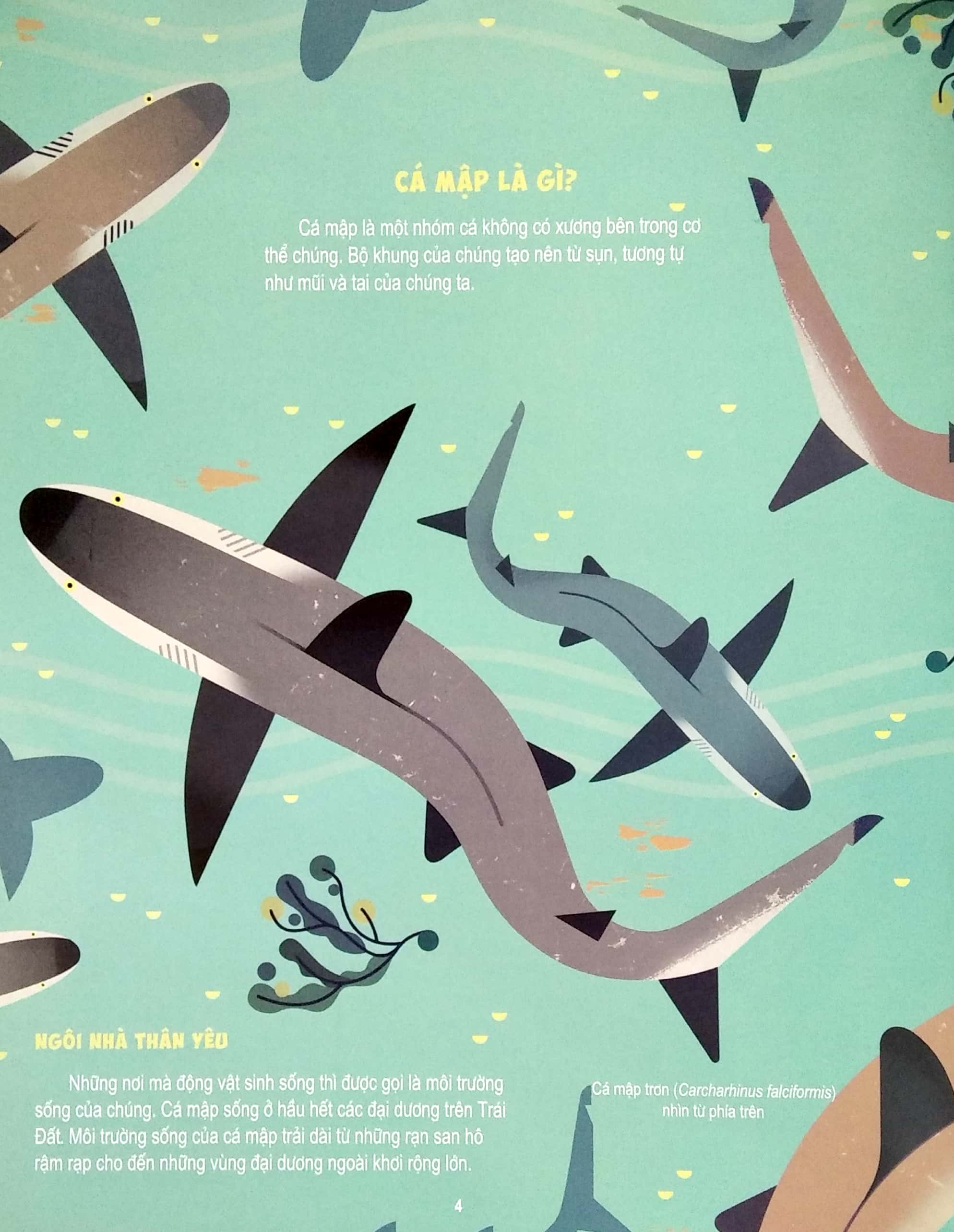 những điều chưa biết về… - cá mập - Ảnh 4