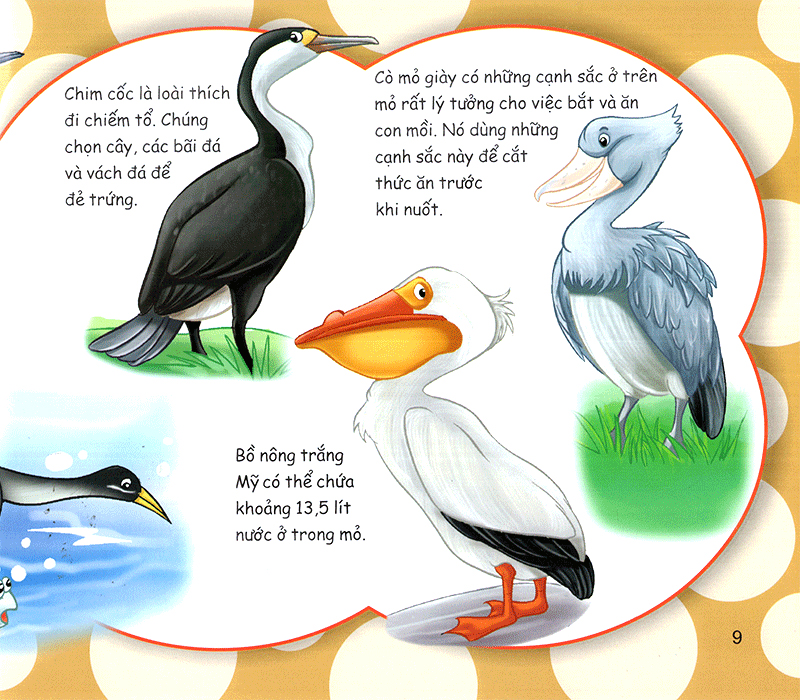 những điều kỳ thú - thú vị các loài chim - Ảnh 10