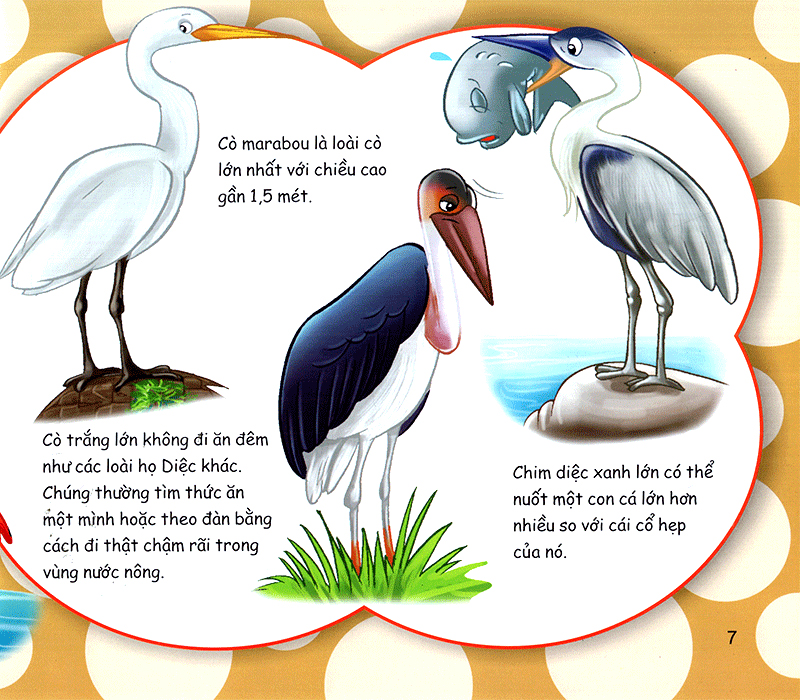 những điều kỳ thú - thú vị các loài chim - Ảnh 8