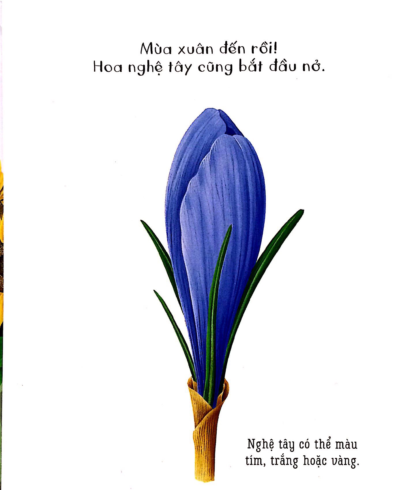 những khám phá đầu tiên của tớ - hoa - Ảnh 2