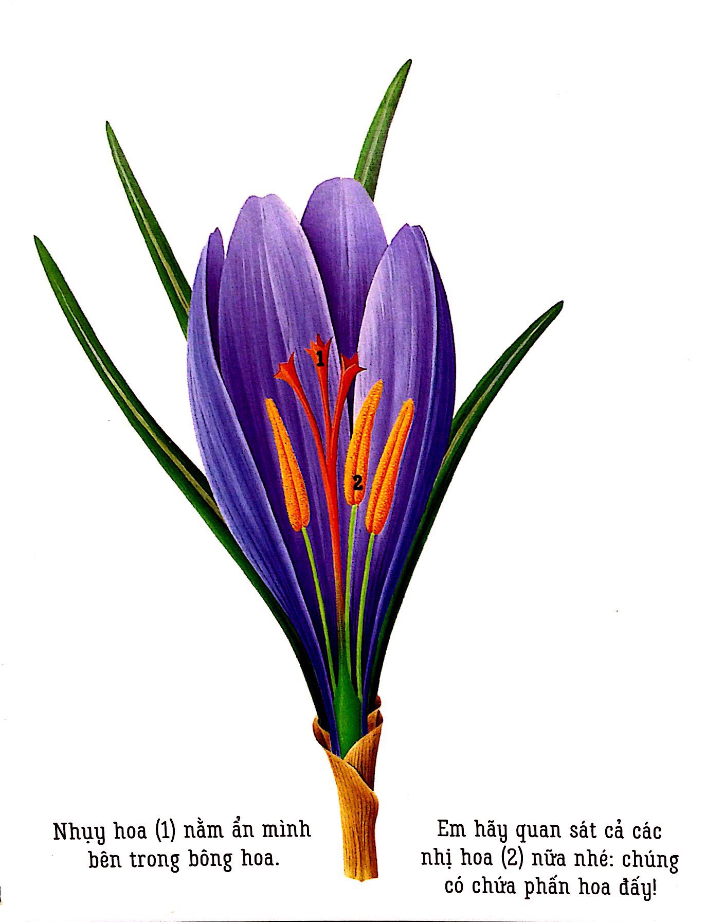 những khám phá đầu tiên của tớ - hoa - Ảnh 3