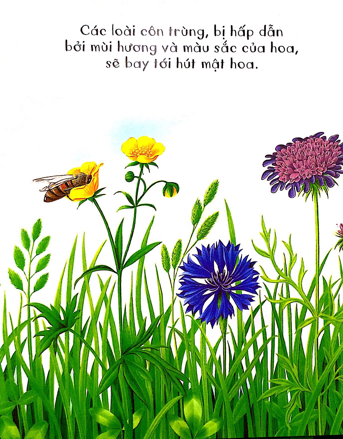 những khám phá đầu tiên của tớ - hoa - Ảnh 4