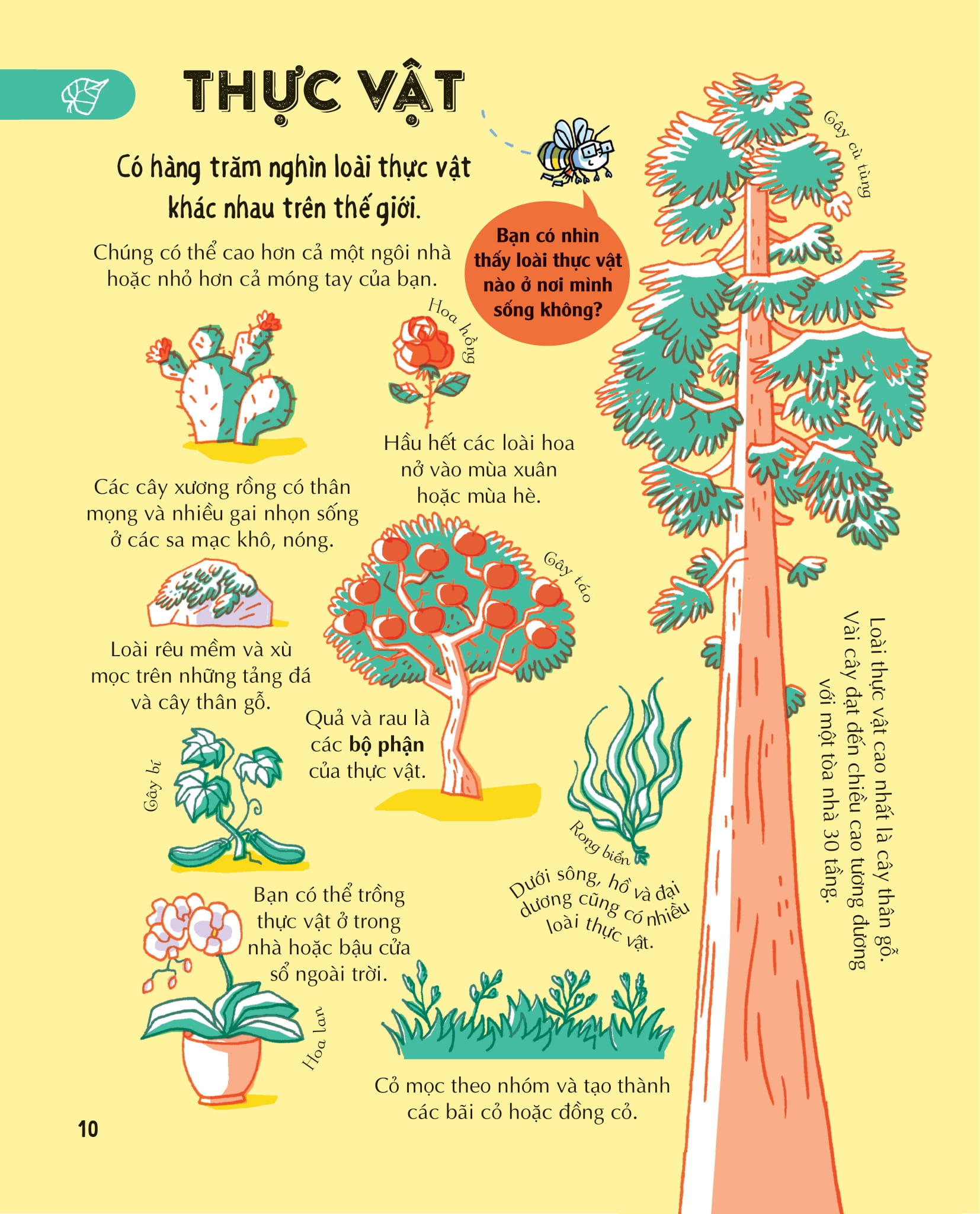 những kiến thức khoa học thiết yếu dành cho học sinh tiểu học - Ảnh 10