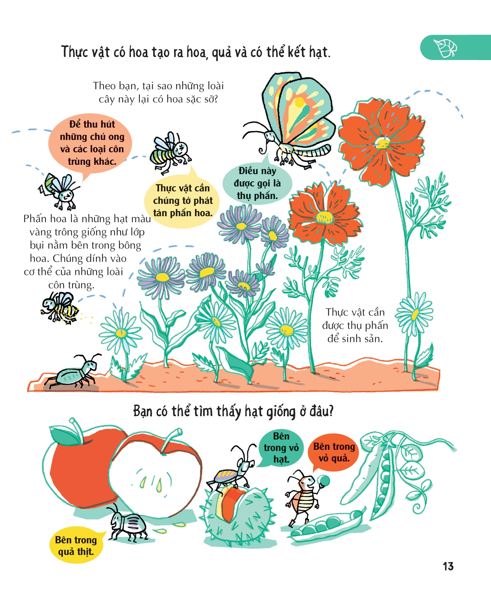 những kiến thức khoa học thiết yếu dành cho học sinh tiểu học - Ảnh 13