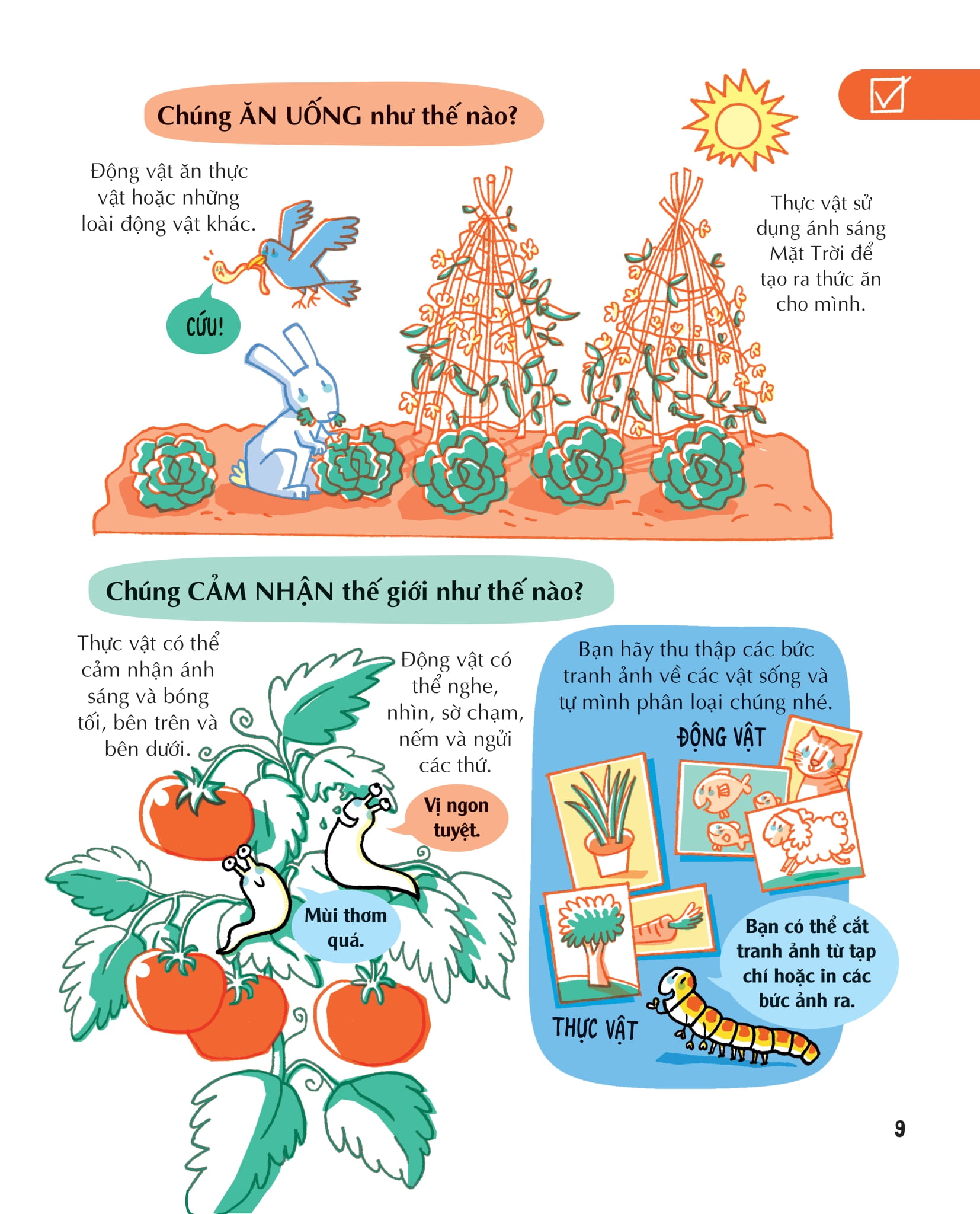 những kiến thức khoa học thiết yếu dành cho học sinh tiểu học - Ảnh 9