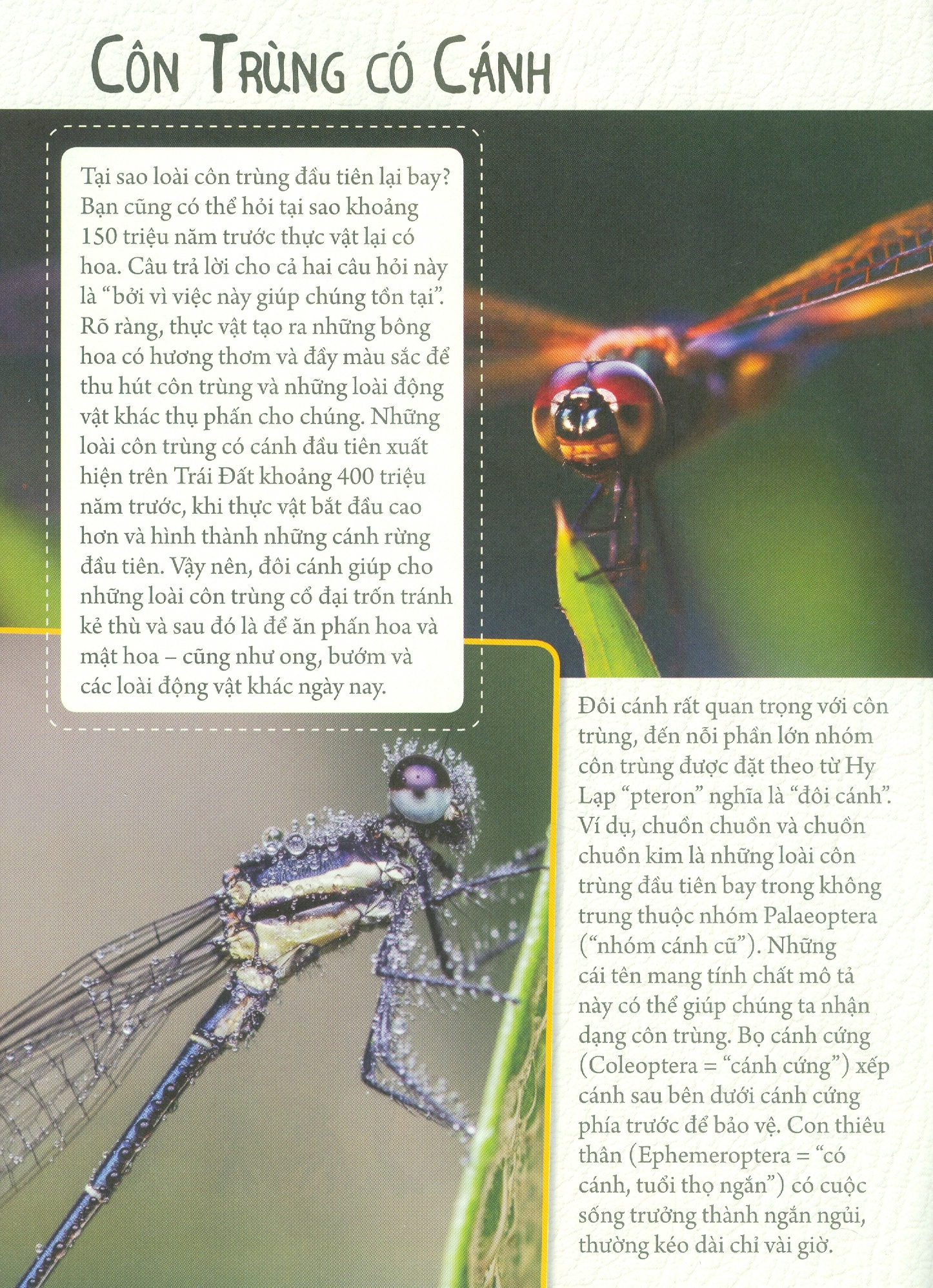 những loài bọ phá kỷ lục - côn trùng có cánh - Ảnh 4