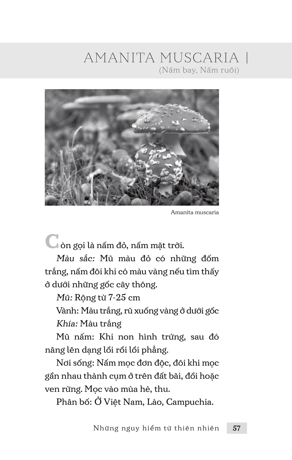 những nguy hiểm từ thiên nhiên - Ảnh 4