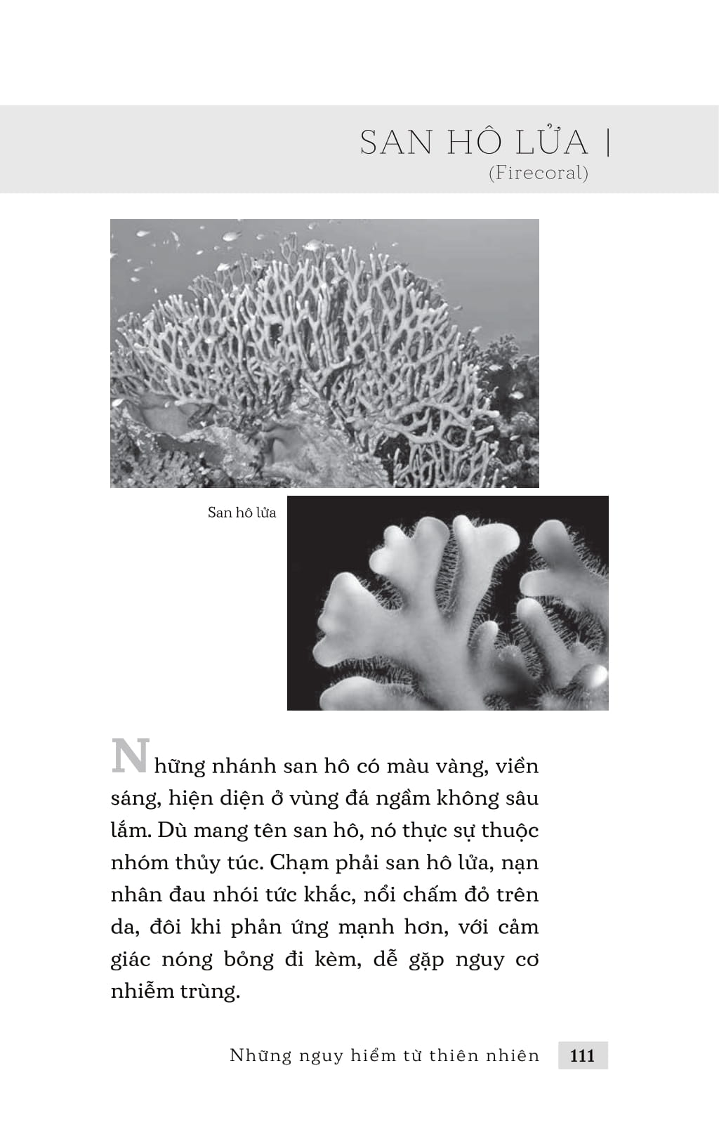 những nguy hiểm từ thiên nhiên - Ảnh 8