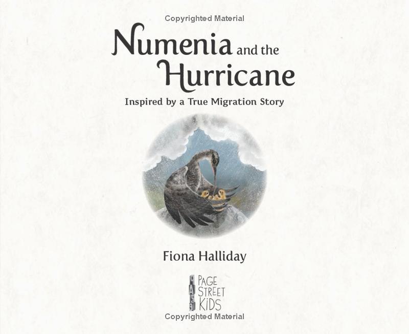 numeria and the hurricane - inspired by a true migration story - Ảnh 5