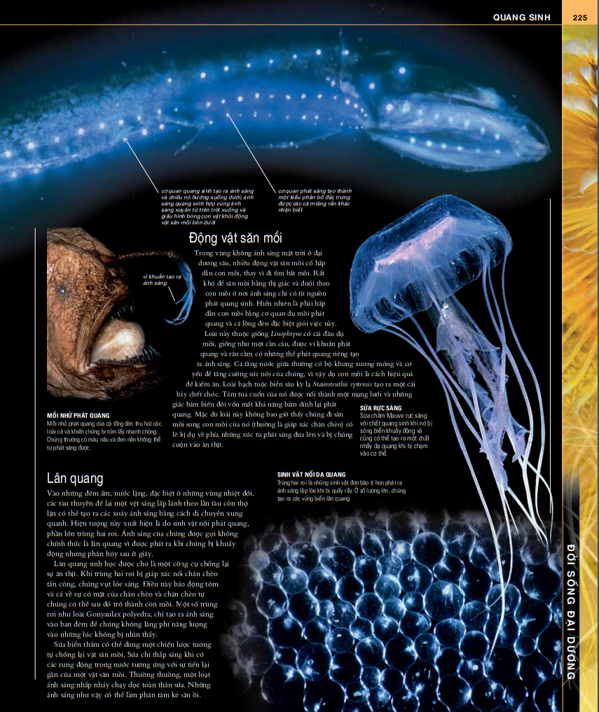 ocean - thuyết minh trực quan nhất về đại dương - Ảnh 5