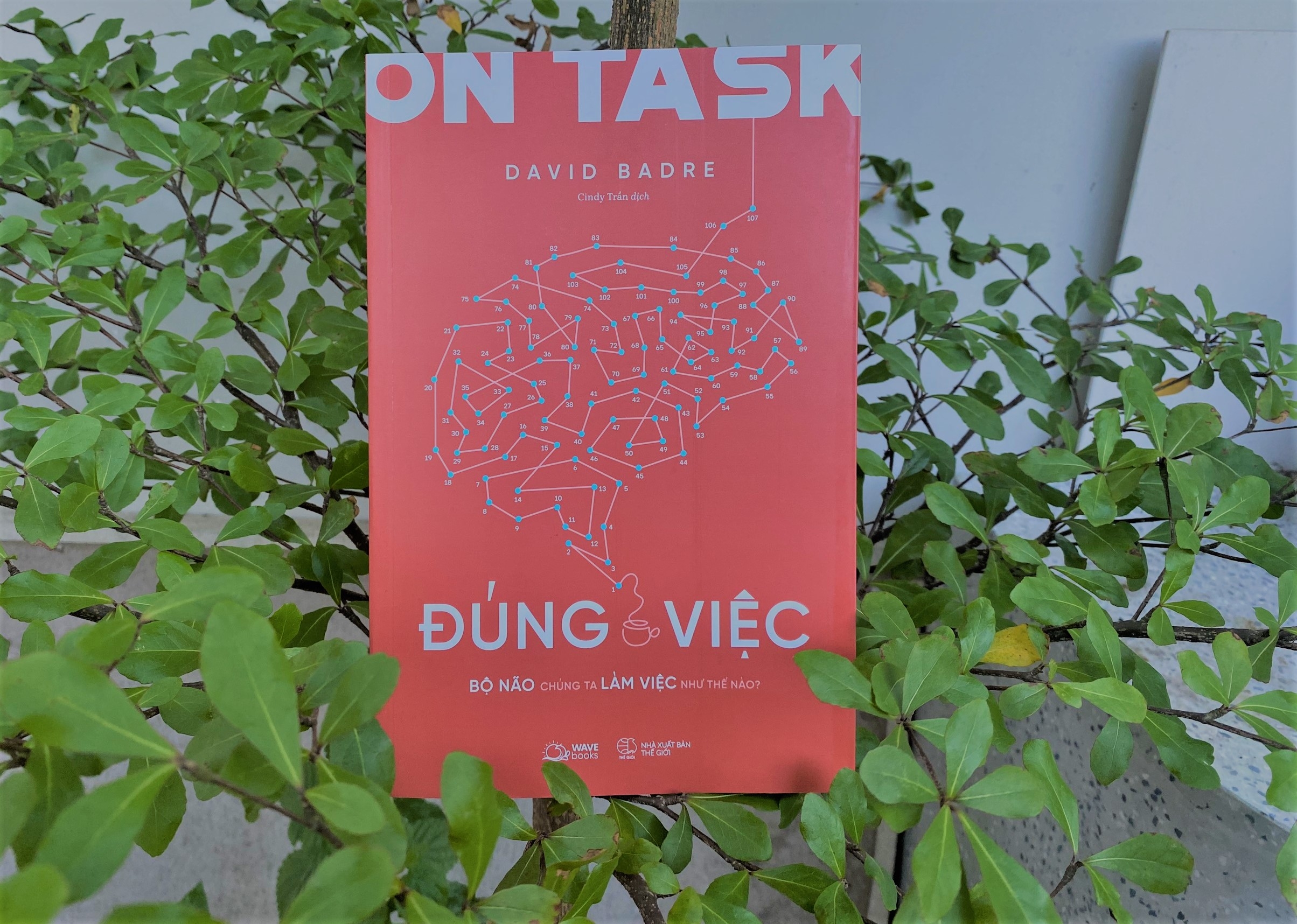 on task - đúng việc - bộ não chúng ta làm việc như thế nào? - Ảnh 6