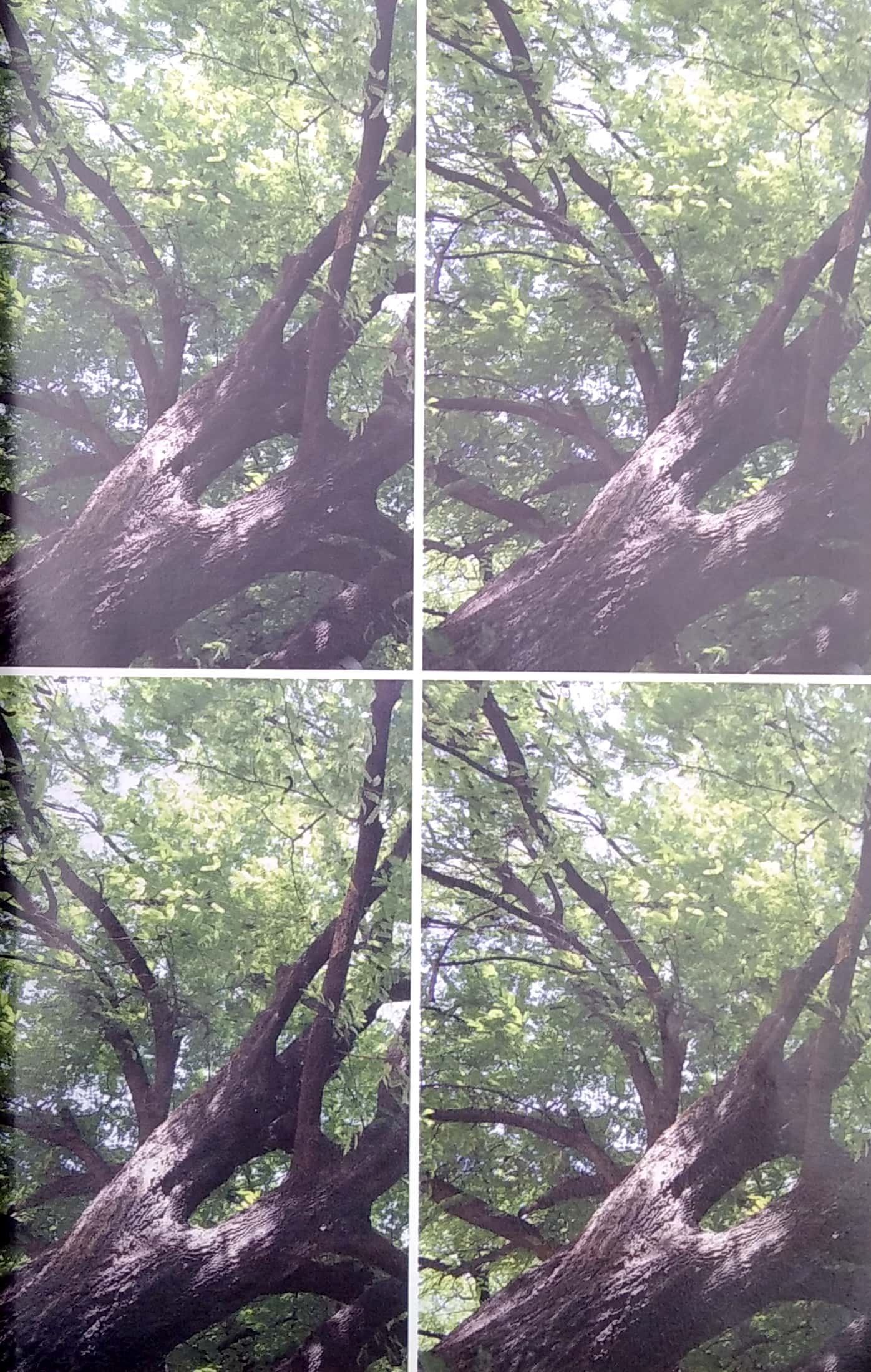 osho - tantra: con đường của sự chấp nhận (tái bản 2022) - Ảnh 5