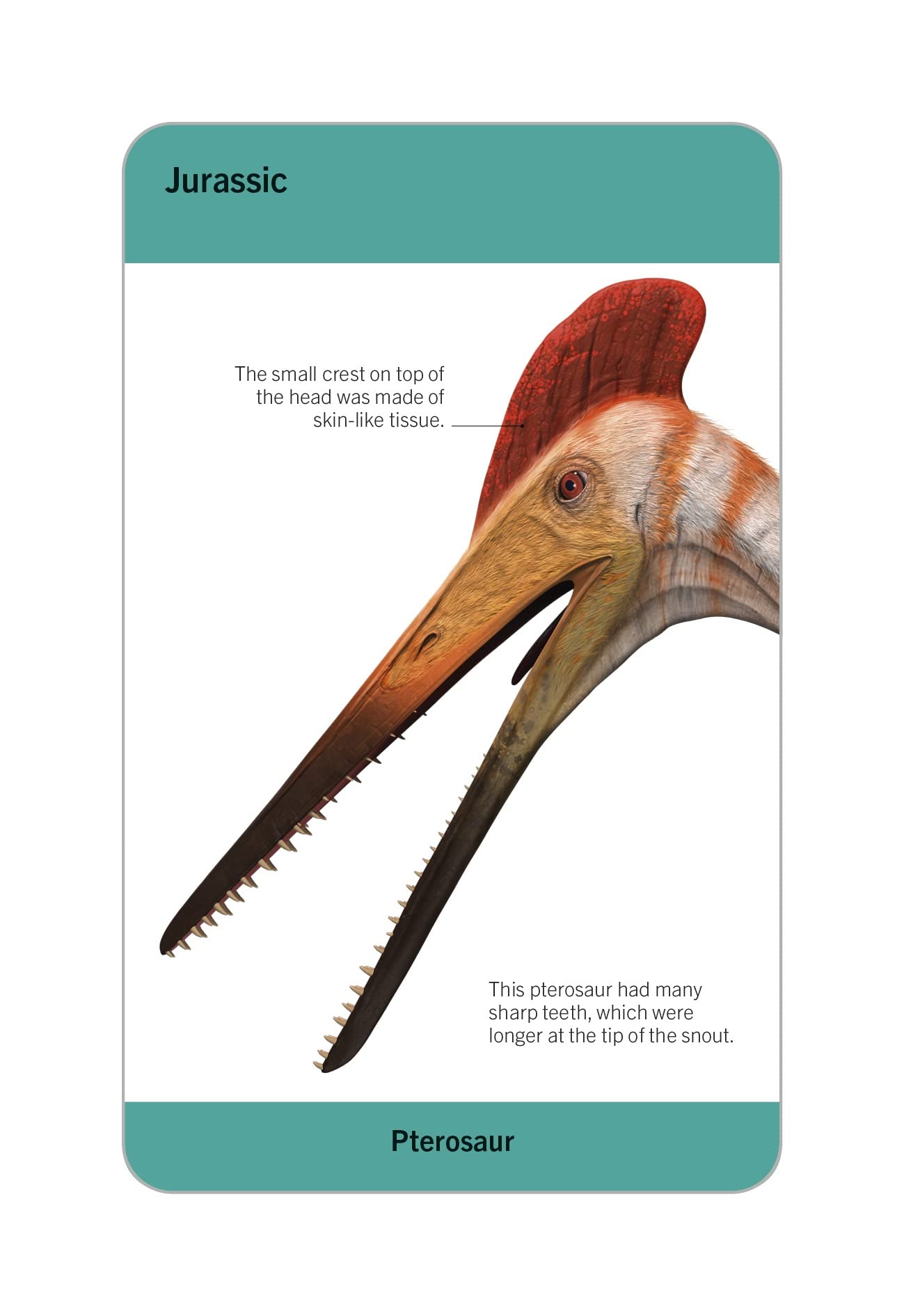 our world in pictures - dinosaurs and other prehistoric creatures flash cards - Ảnh 3