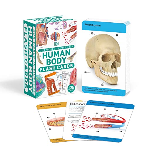 our world in pictures - human body flash cards - Ảnh 2