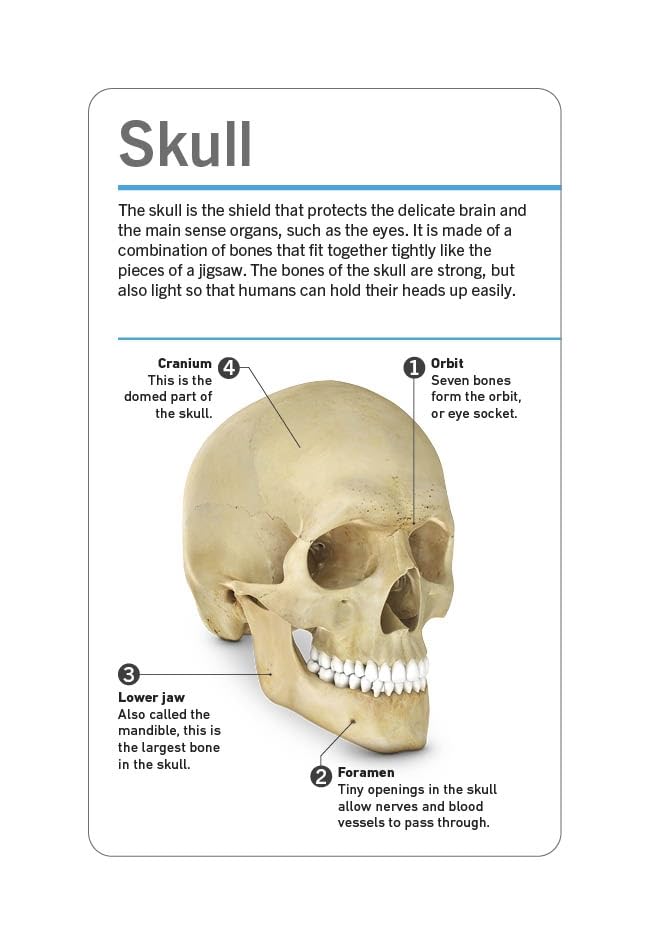 our world in pictures - human body flash cards - Ảnh 4