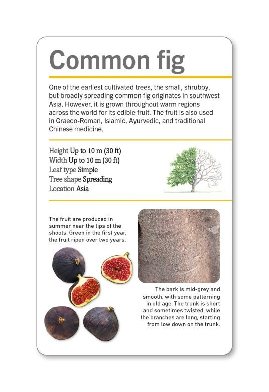 our world in pictures - trees of the world flash cards - Ảnh 10