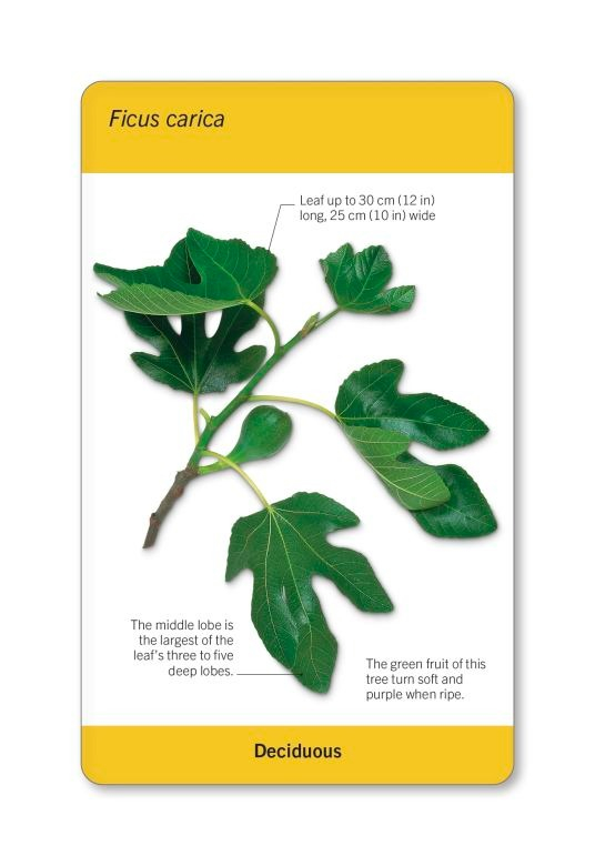 our world in pictures - trees of the world flash cards - Ảnh 11