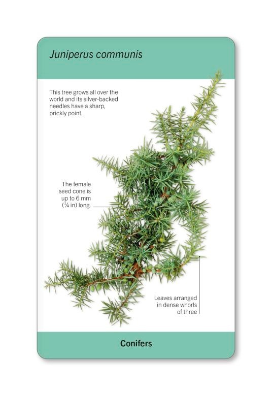 our world in pictures - trees of the world flash cards - Ảnh 2