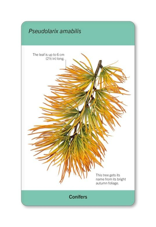 our world in pictures - trees of the world flash cards - Ảnh 4