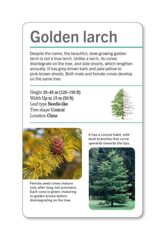 our world in pictures - trees of the world flash cards - Ảnh 5