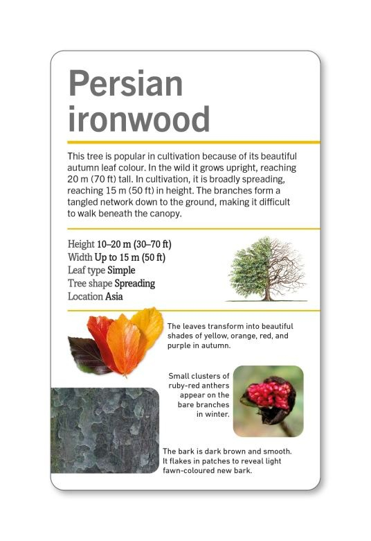 our world in pictures - trees of the world flash cards - Ảnh 6