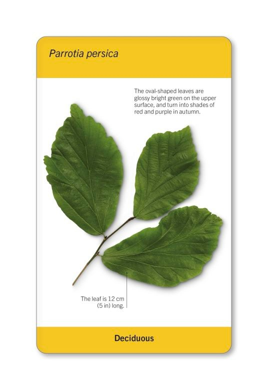 our world in pictures - trees of the world flash cards - Ảnh 7