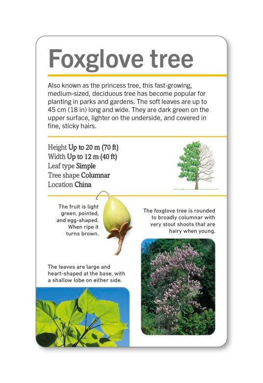 our world in pictures - trees of the world flash cards - Ảnh 8