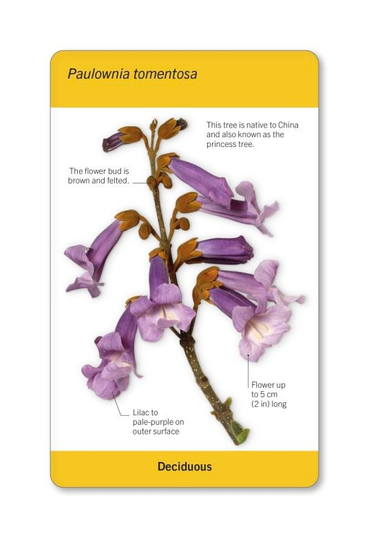 our world in pictures - trees of the world flash cards - Ảnh 9