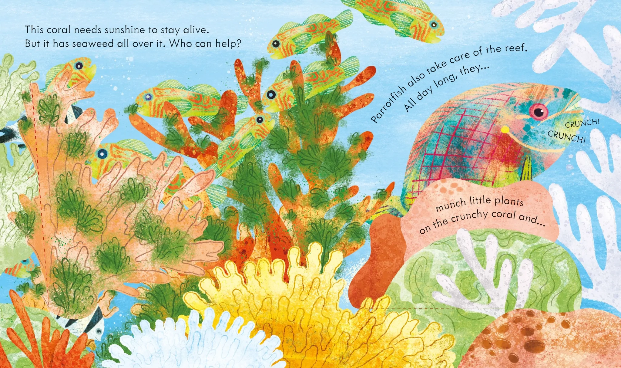 peep inside a coral reef - Ảnh 4