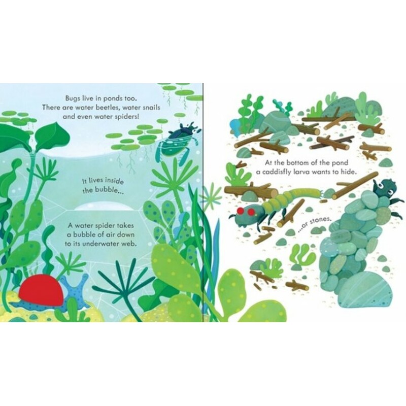 peep inside bug homes - Ảnh 5