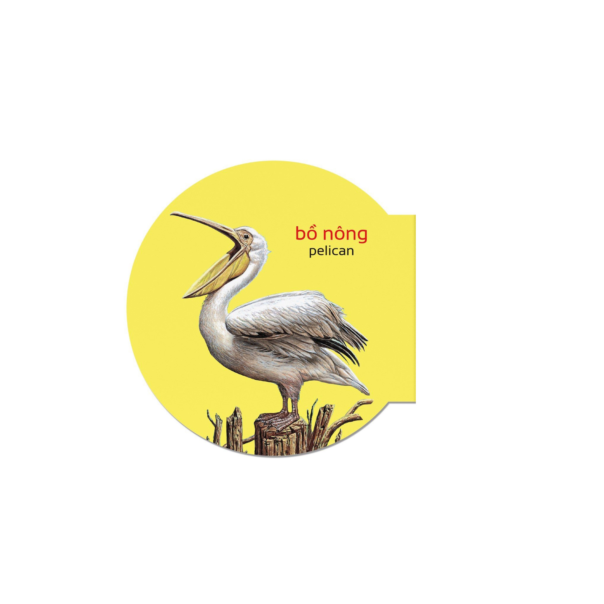 picture dictionary - từ điển bằng hình - birds - các loài chim - bìa cứng - Ảnh 3