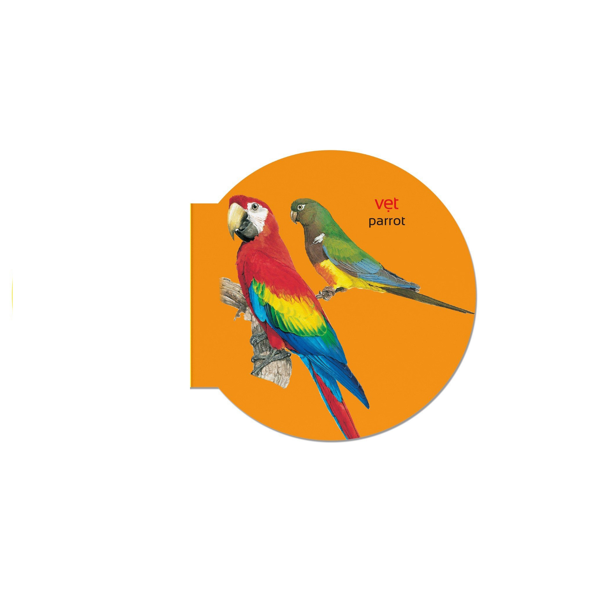 picture dictionary - từ điển bằng hình - birds - các loài chim - bìa cứng - Ảnh 4