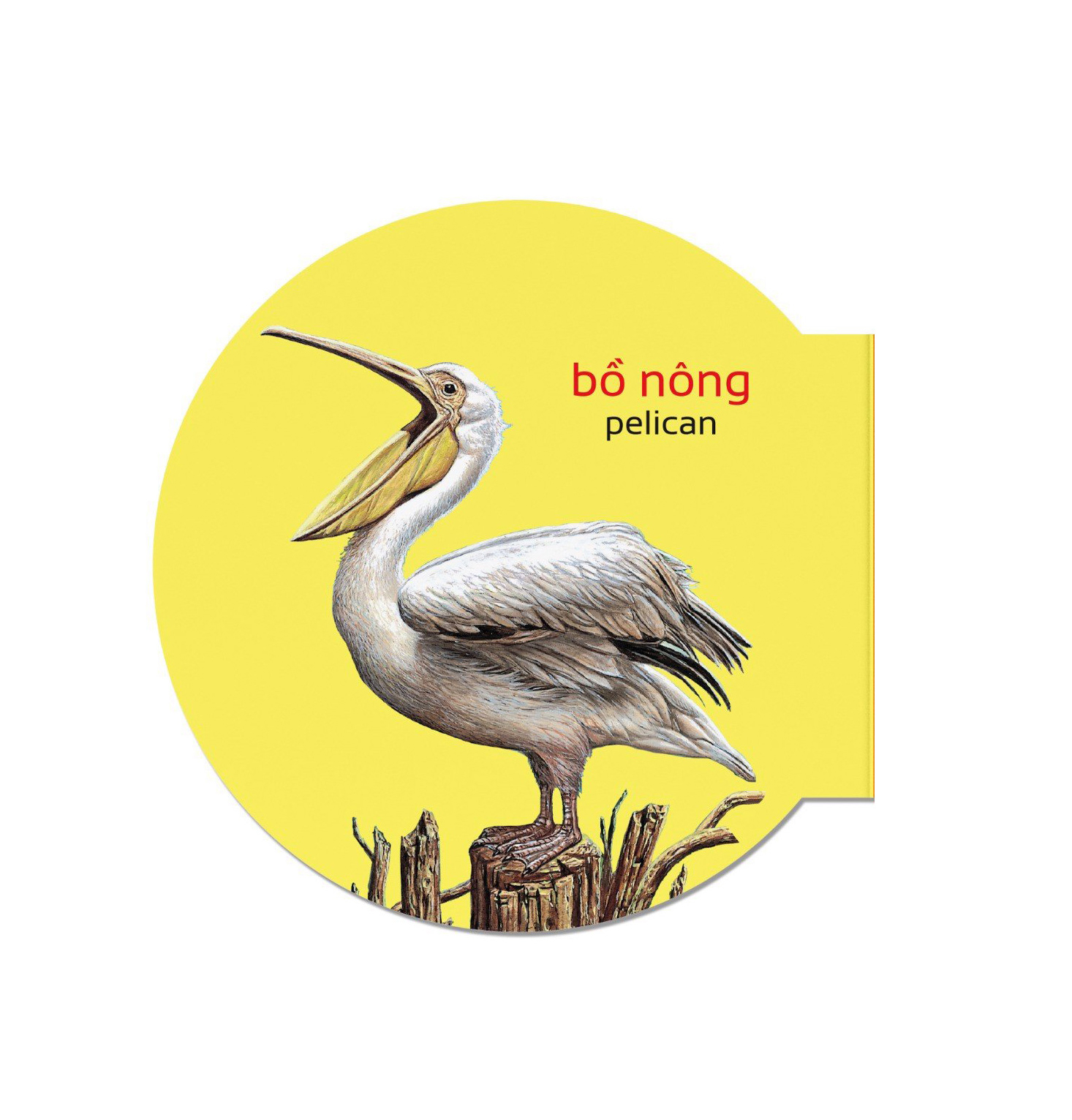 picture dictionary - từ điển bằng hình - domestic animals - động vật nuôi - bìa cứng (tái bản 2023) - Ảnh 6