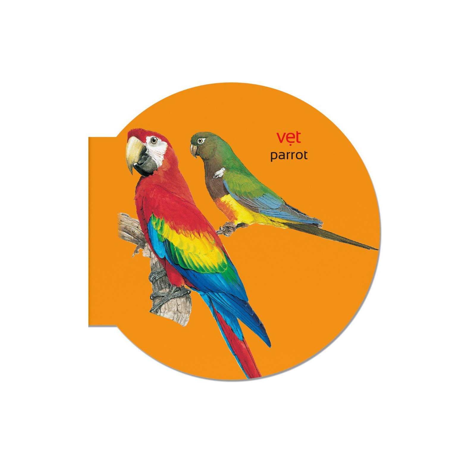 picture dictionary - từ điển bằng hình - domestic animals - động vật nuôi - bìa cứng (tái bản 2023) - Ảnh 7