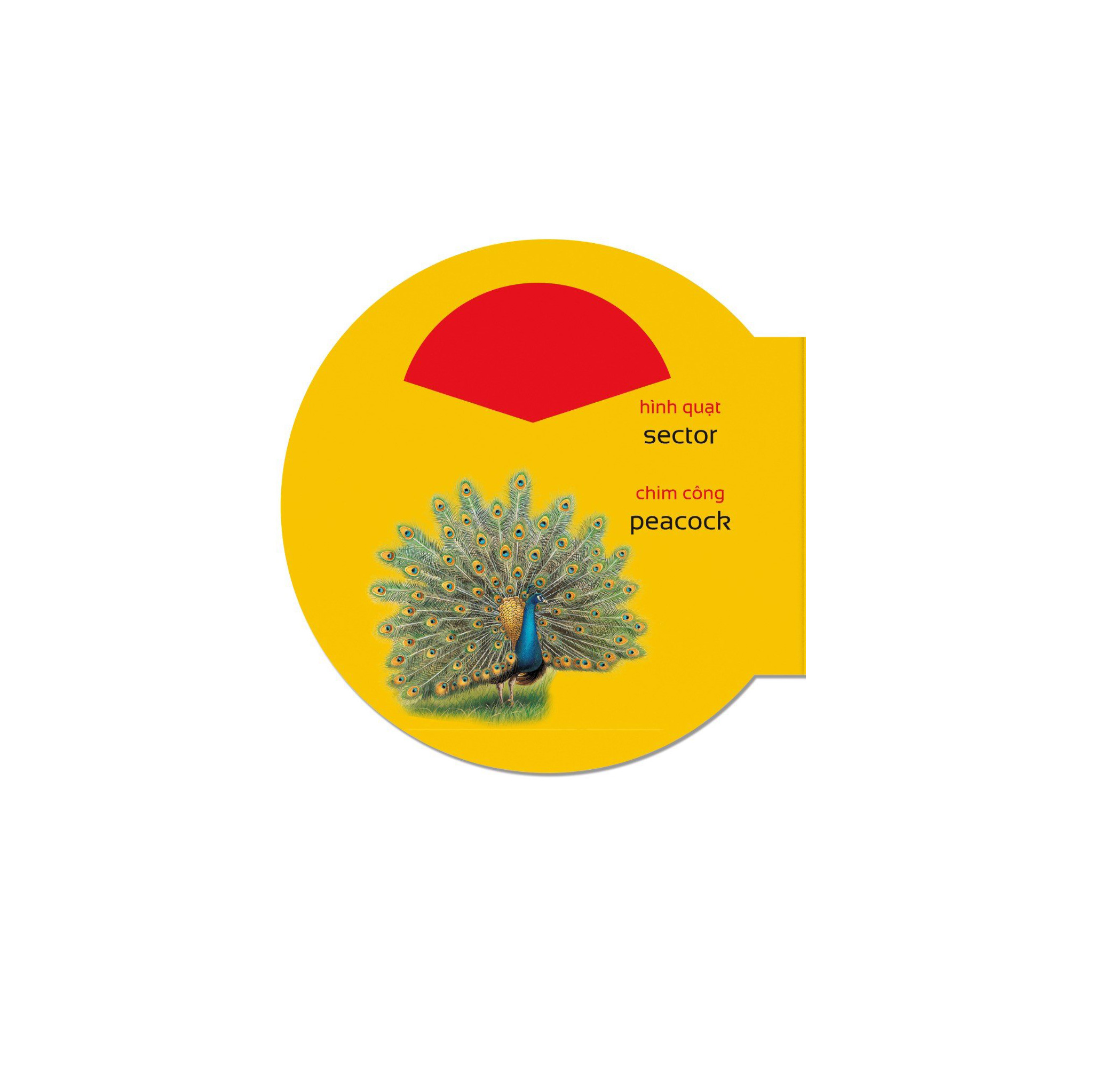 picture dictionary - từ điển bằng hình - shapes - hình dạng - bìa cứng - Ảnh 3