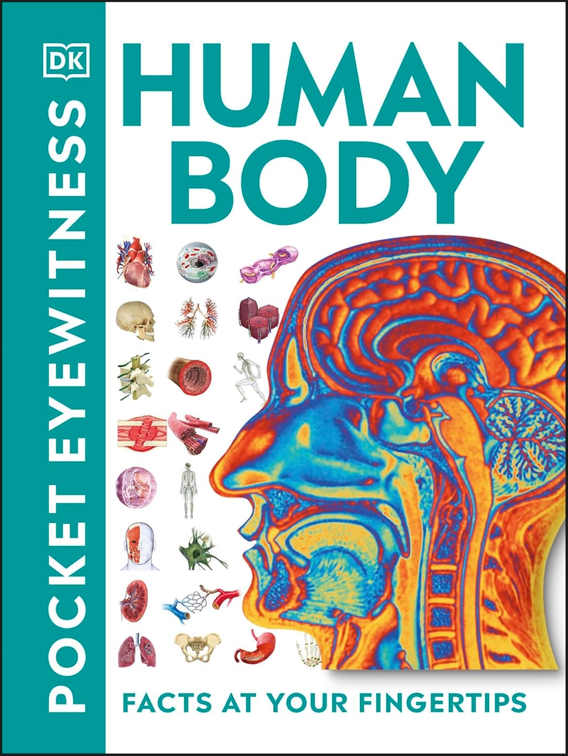 pocket eyewitness human body - facts at your fingertips - Ảnh 2