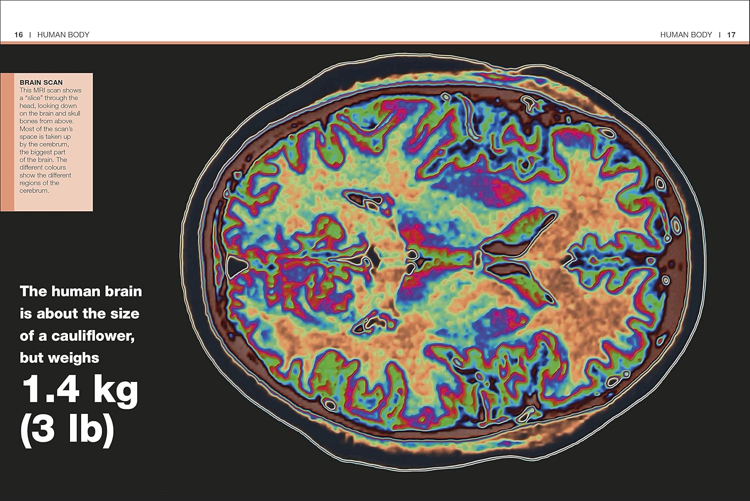 pocket eyewitness human body - facts at your fingertips - Ảnh 3