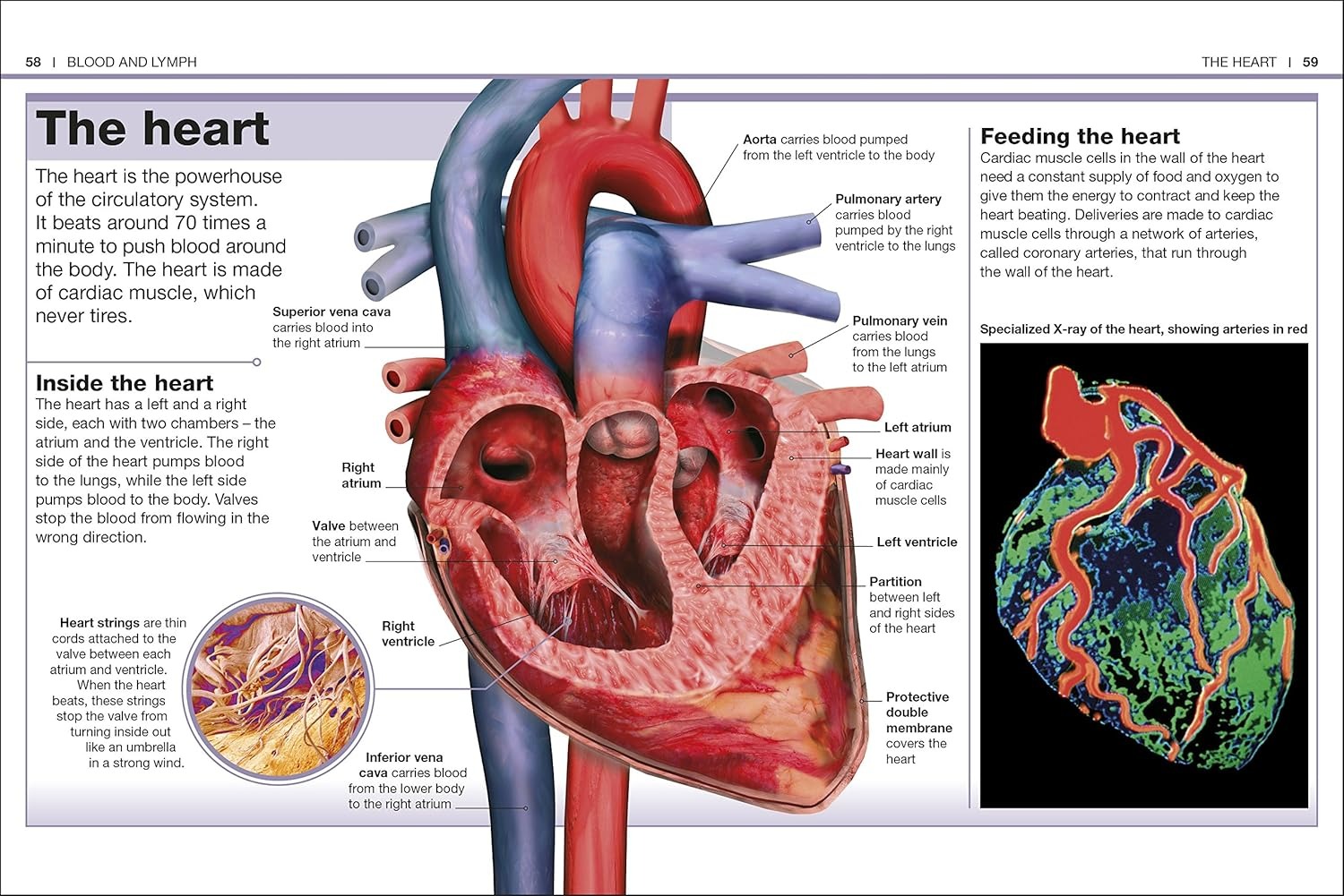 pocket eyewitness human body - facts at your fingertips - Ảnh 4