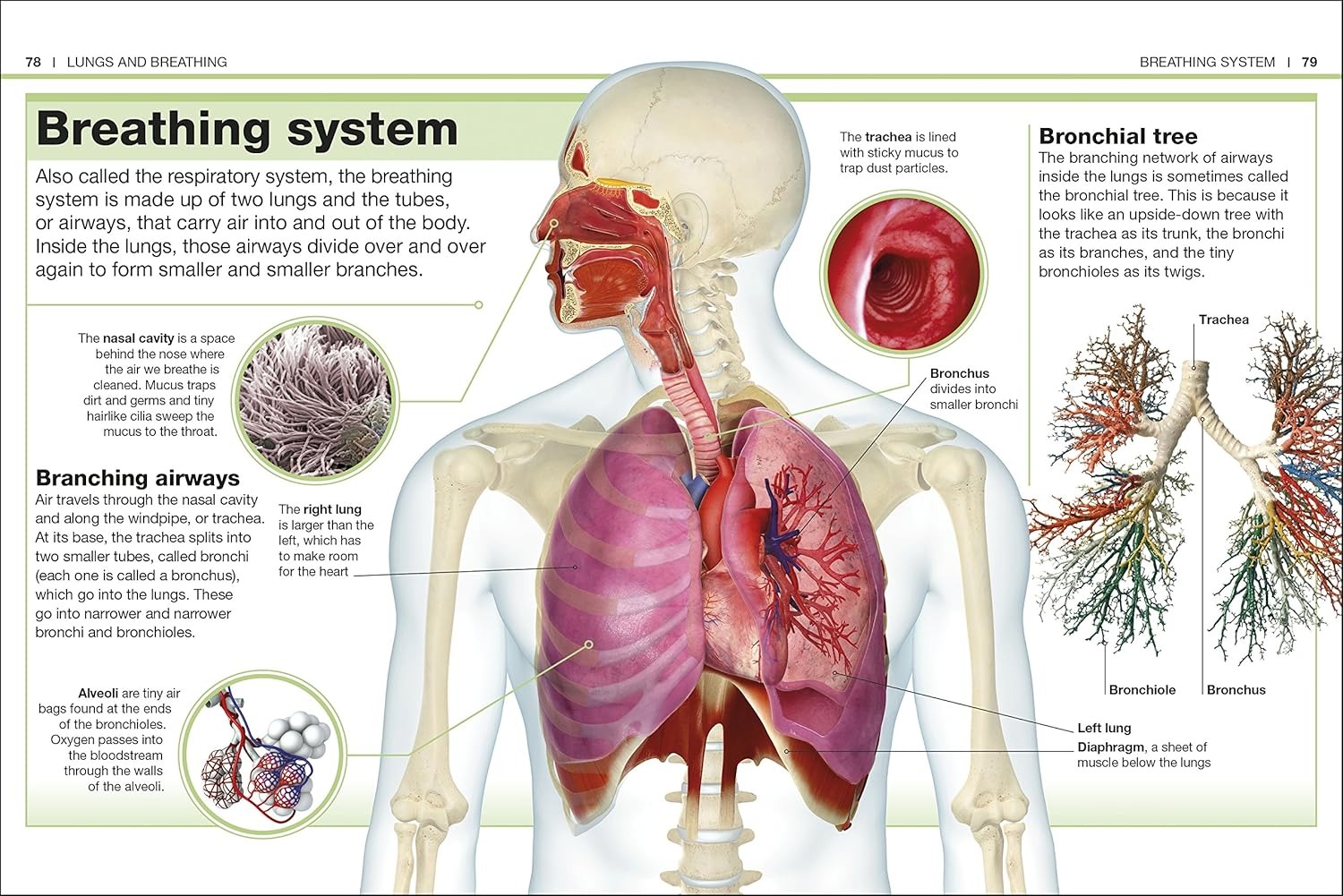 pocket eyewitness human body - facts at your fingertips - Ảnh 5