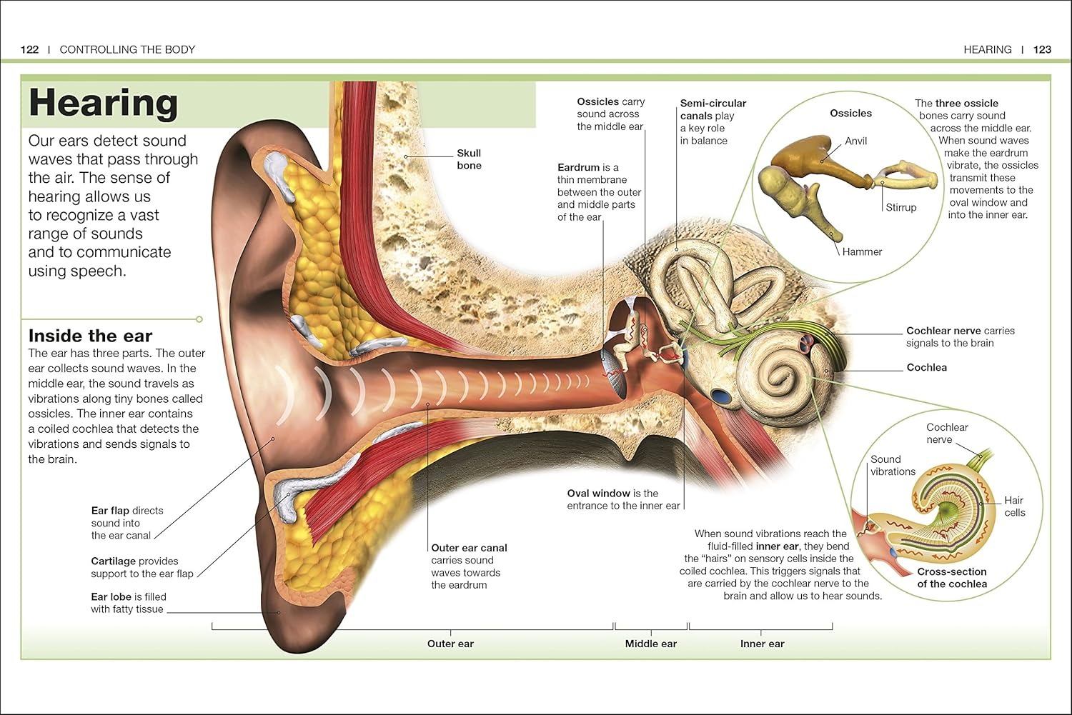 pocket eyewitness human body - facts at your fingertips - Ảnh 6