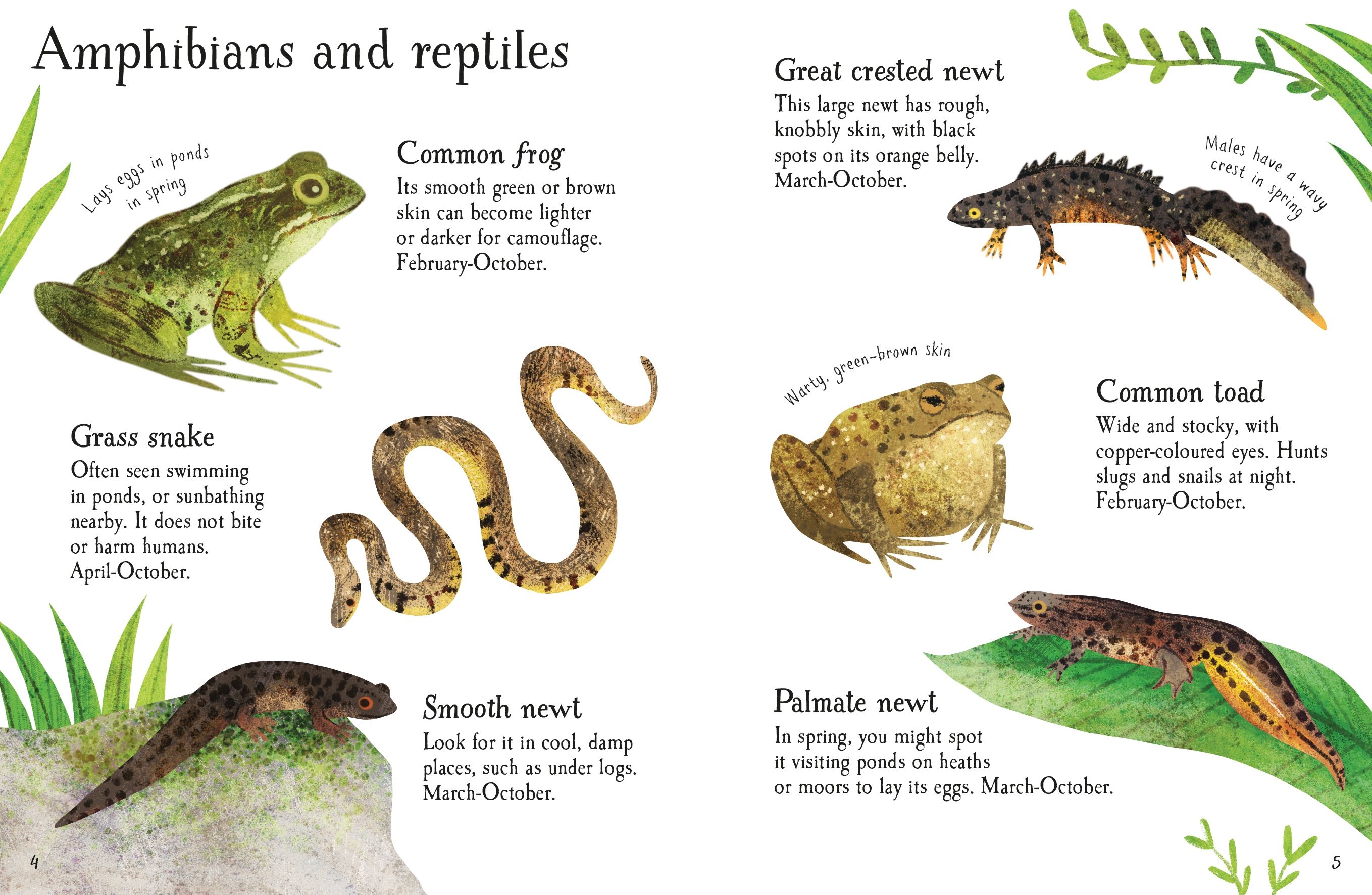 pond life to spot - Ảnh 3