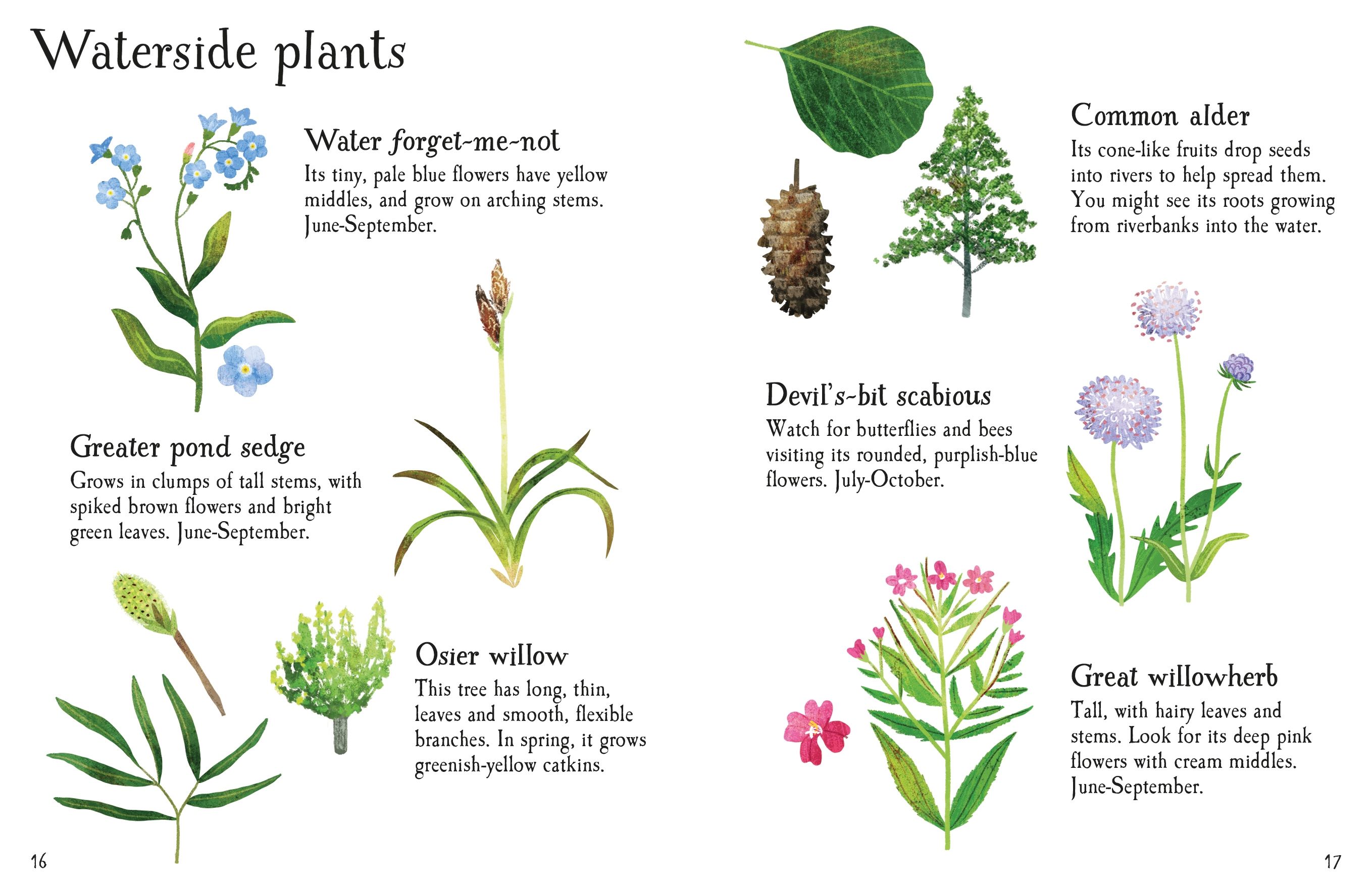 pond life to spot - Ảnh 4