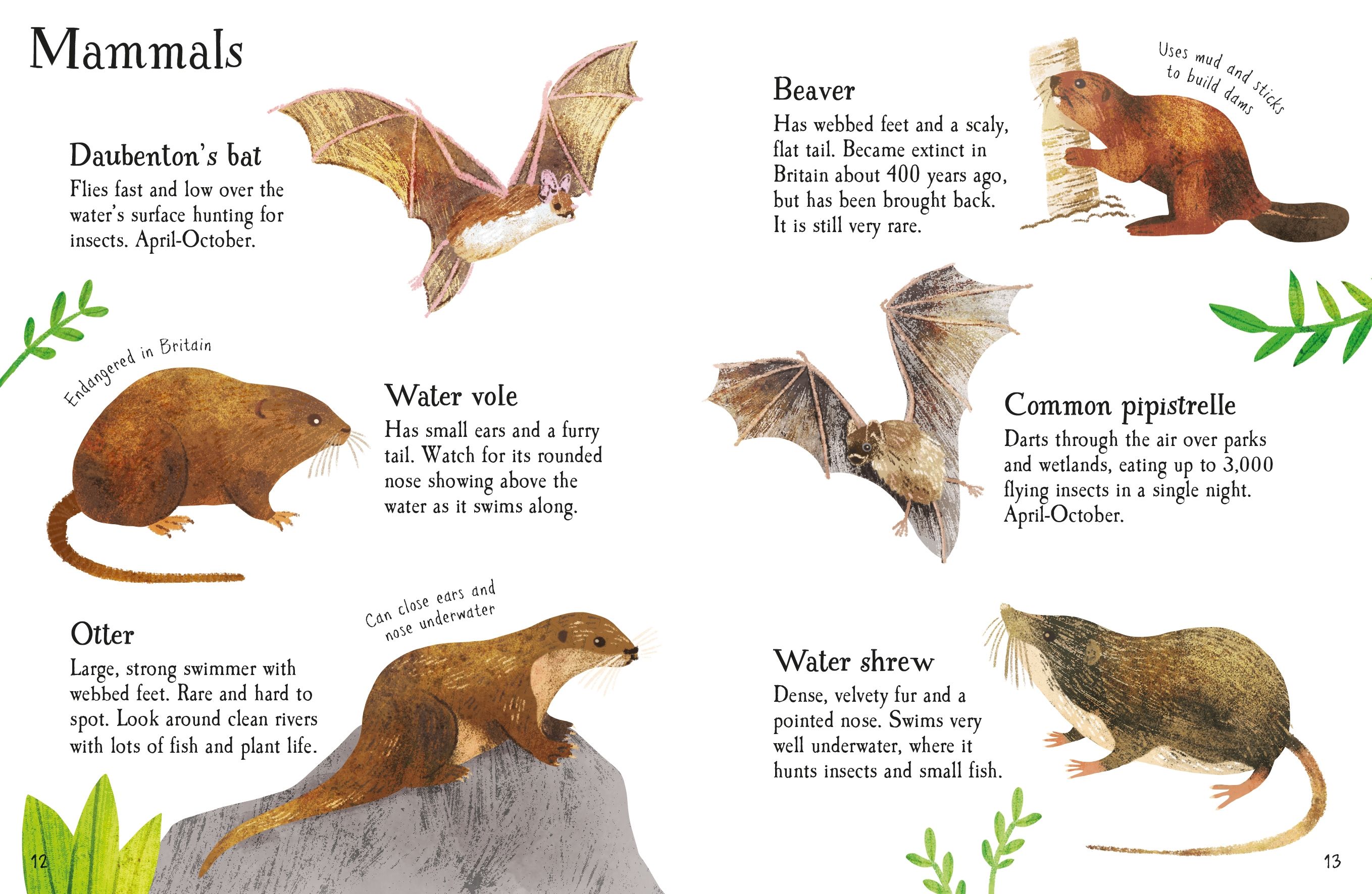 pond life to spot - Ảnh 5