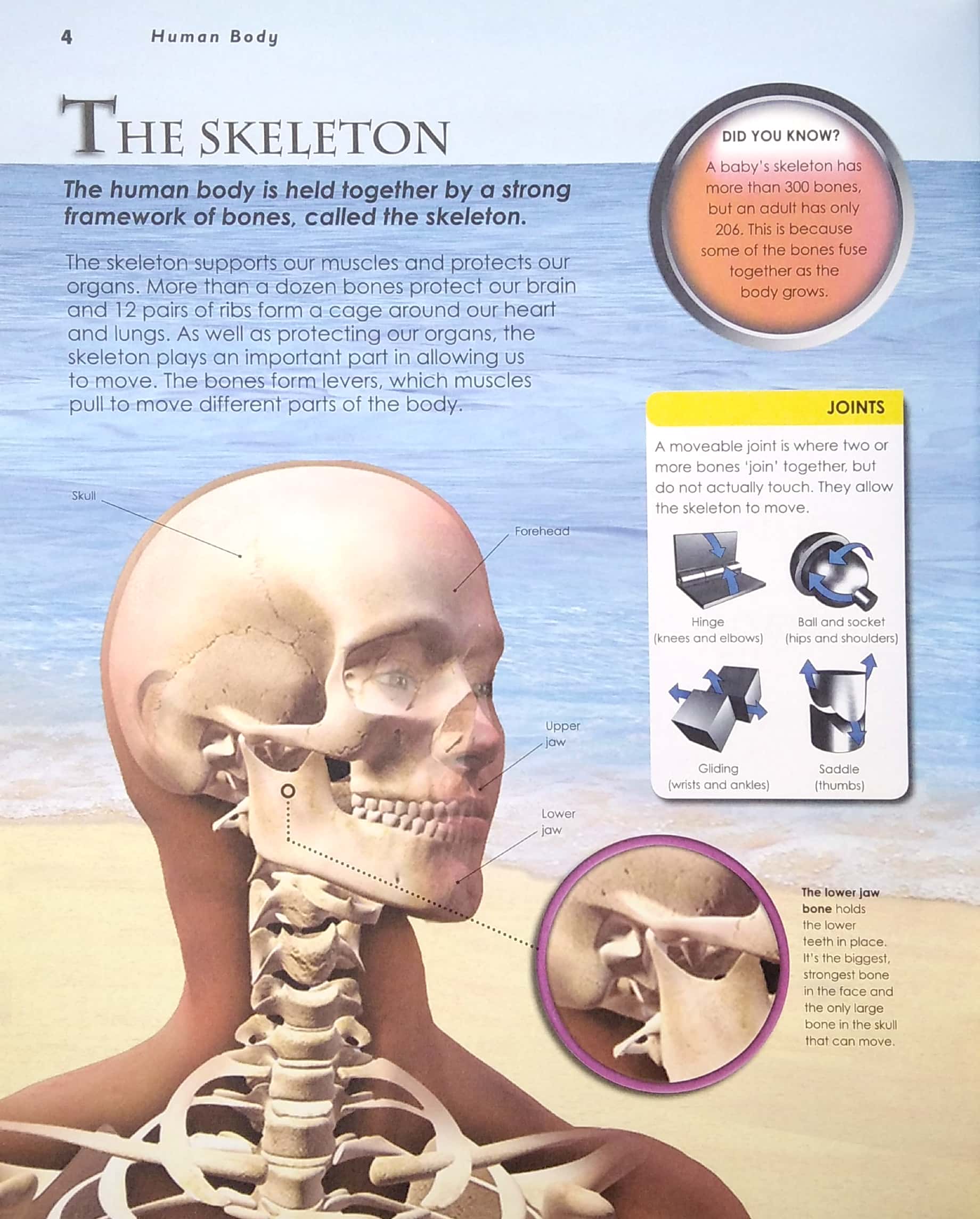 primary explorers: human body - Ảnh 4