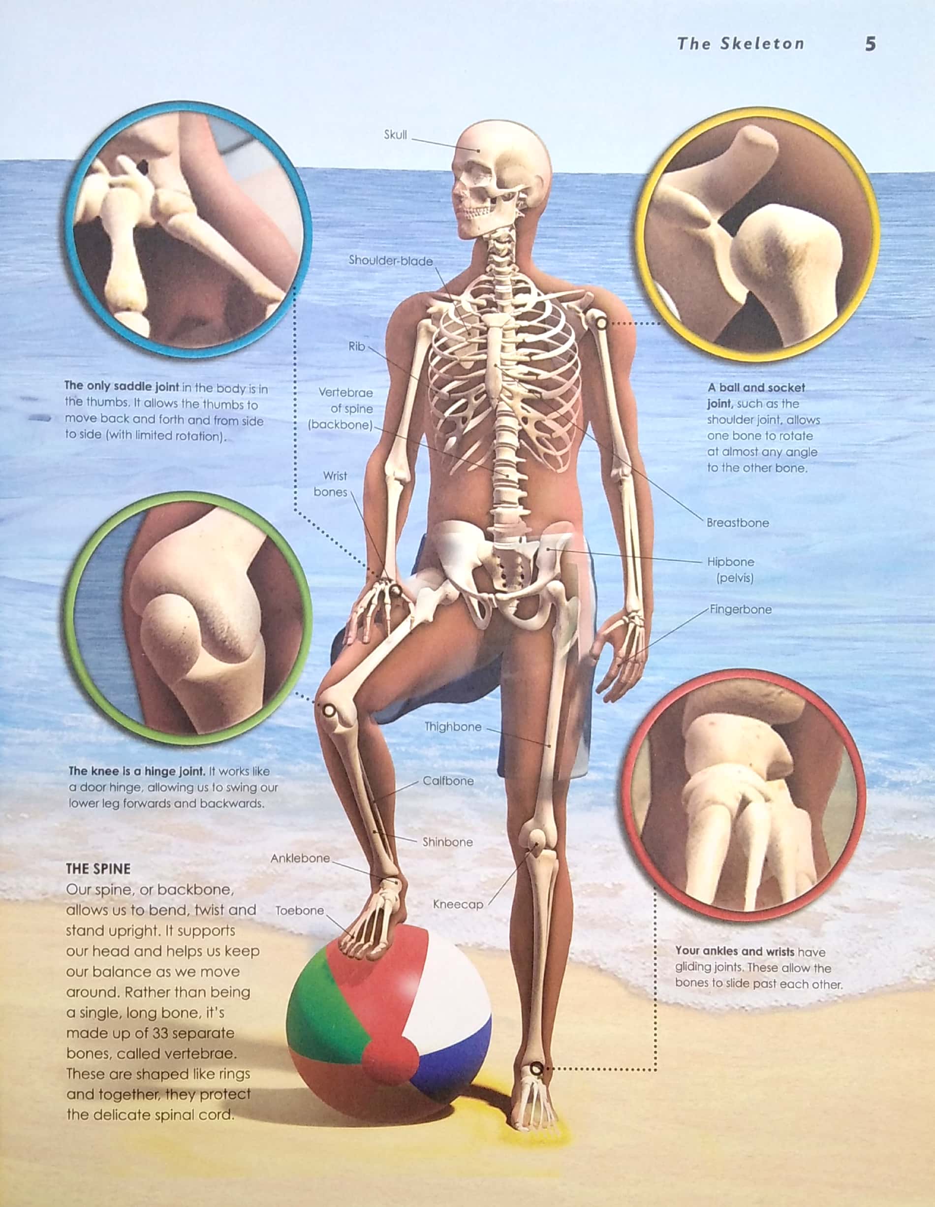 primary explorers: human body - Ảnh 5