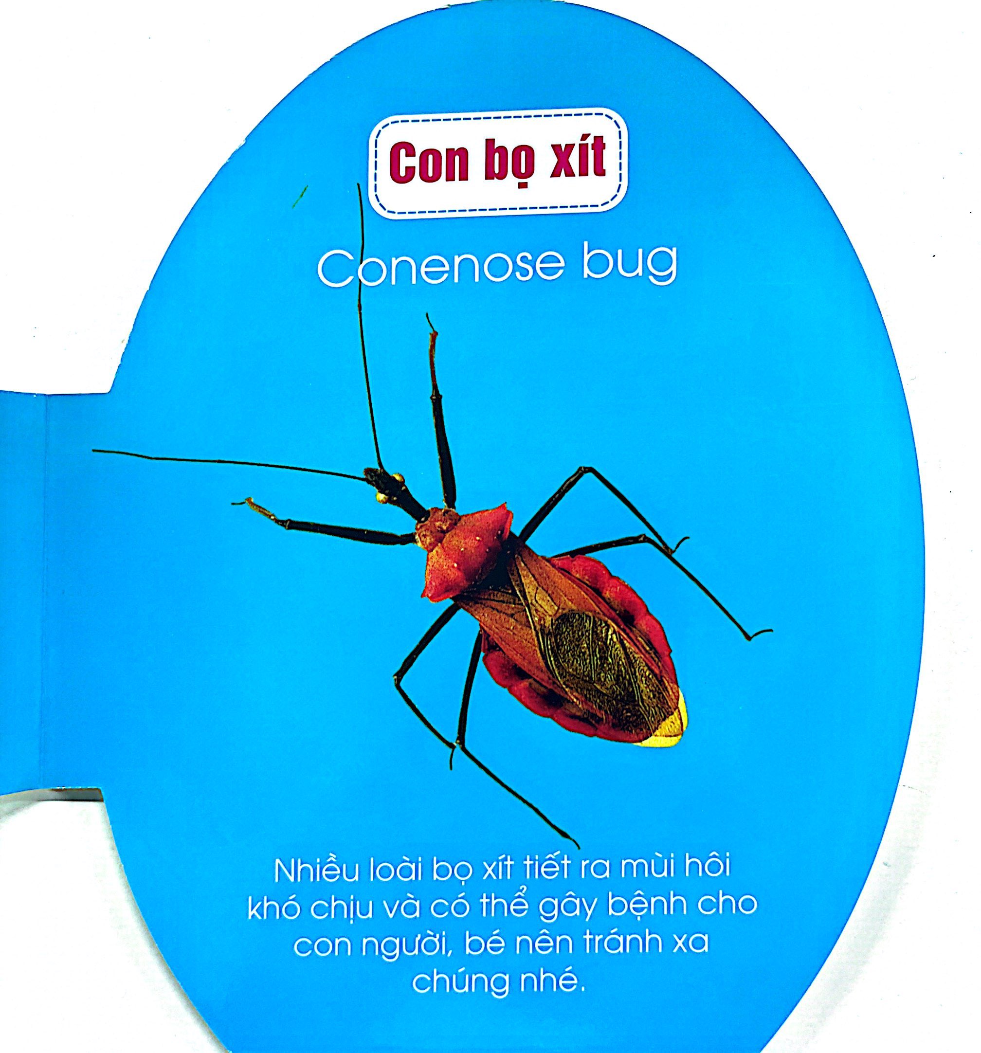 quả trứng đáng yêu của bé - côn trùng - Ảnh 3